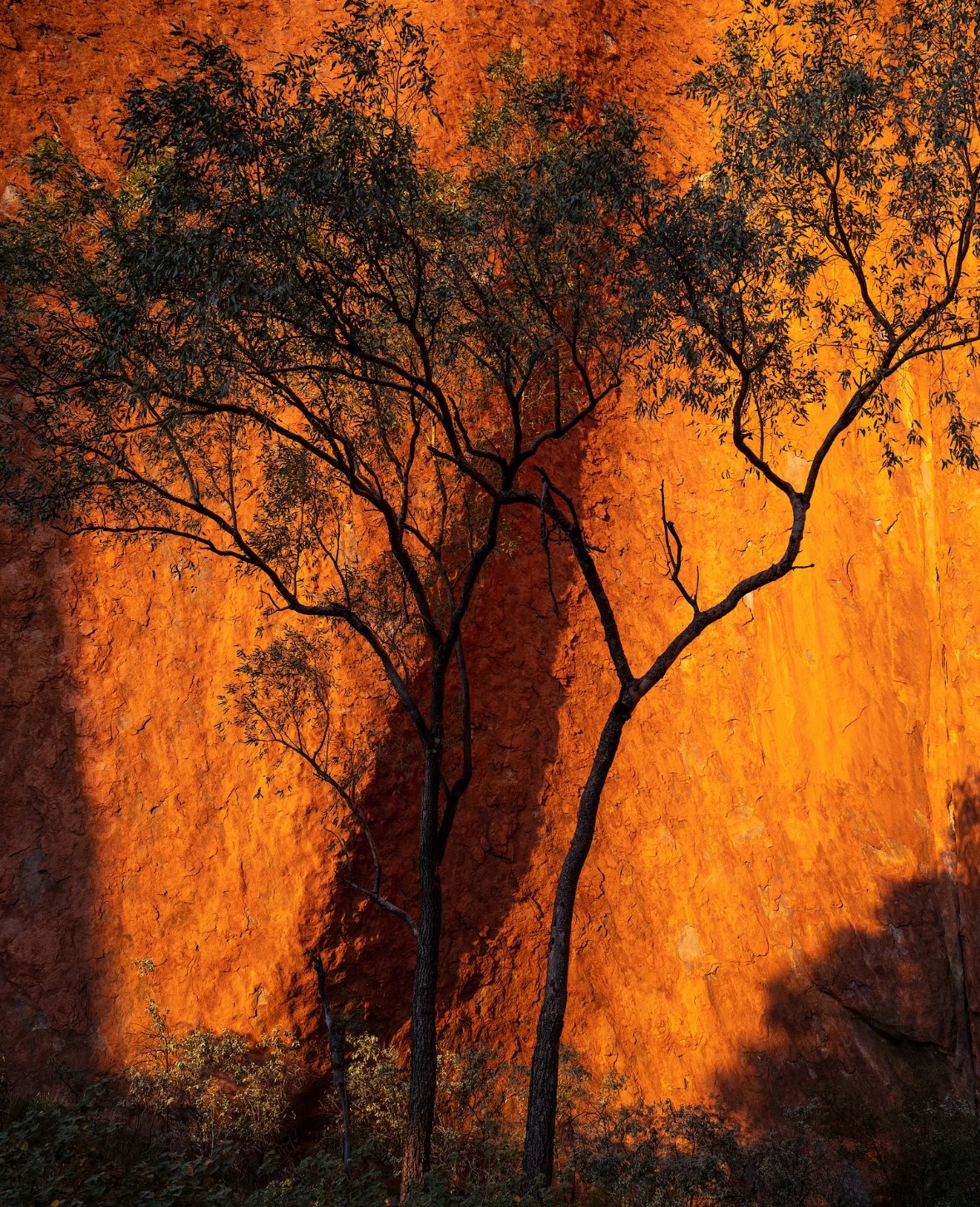 Anubis NFT by harrylance13